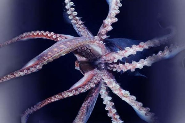 Kraken маркетплейс официальный